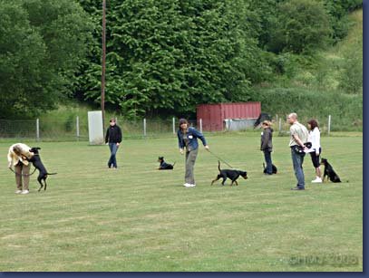 pinschertage2008_07.jpg