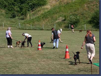 pinschertage2008_31.jpg