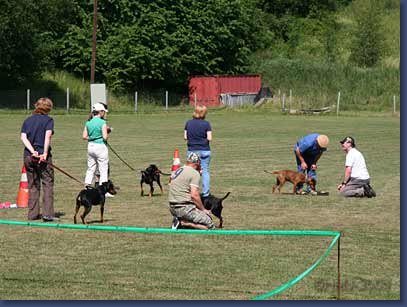 pinschertage2008_34.jpg