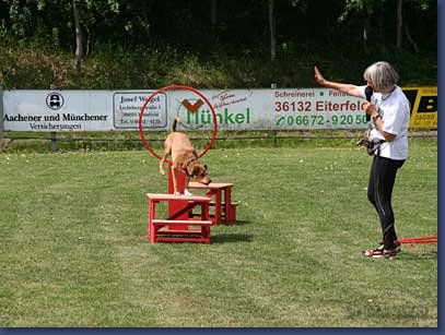 pinschertage2008_37.jpg